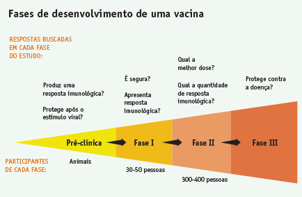 Fases de desenvolvimento de uma vacina